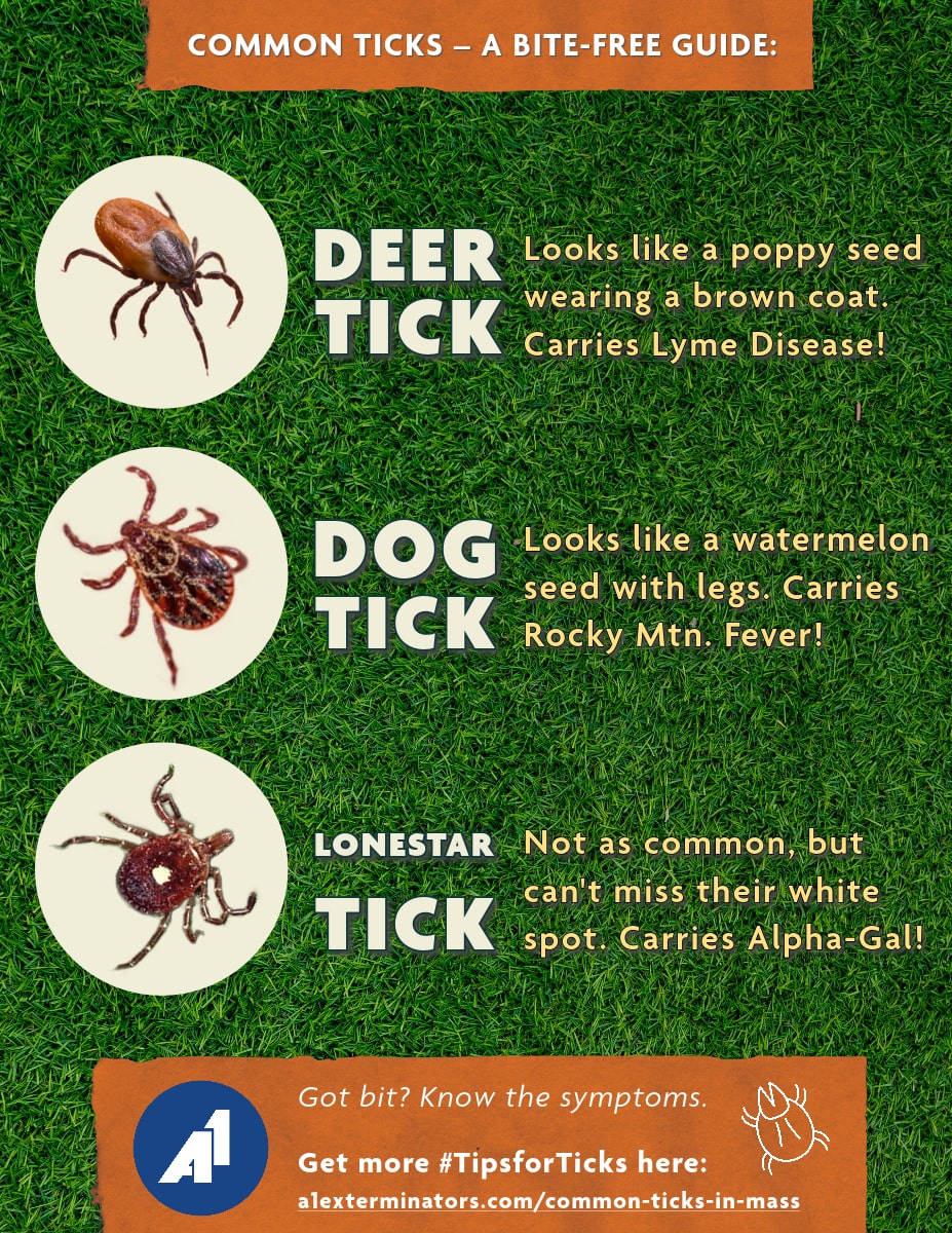 A Guide to Most Common Ticks by A1 Exterminators
