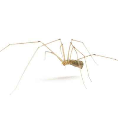 daddylongleg