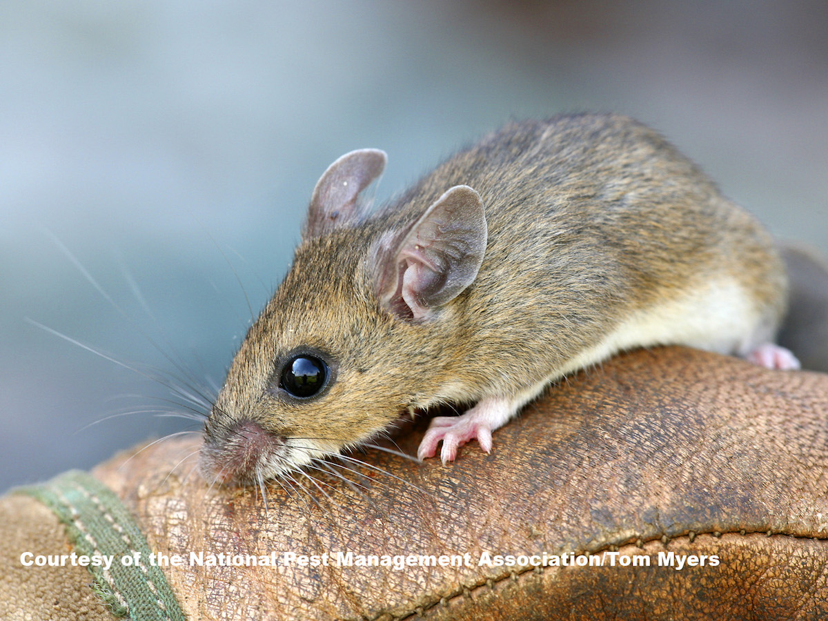 Deer Mice – Deer Mouse Control