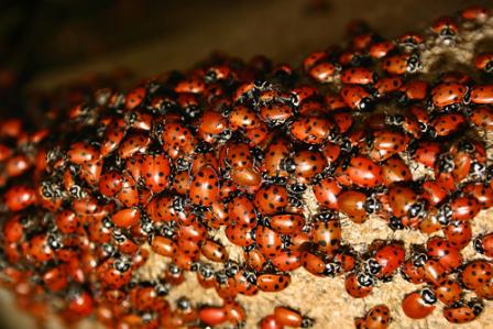 get-ladybugs-out
