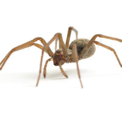 house-spider