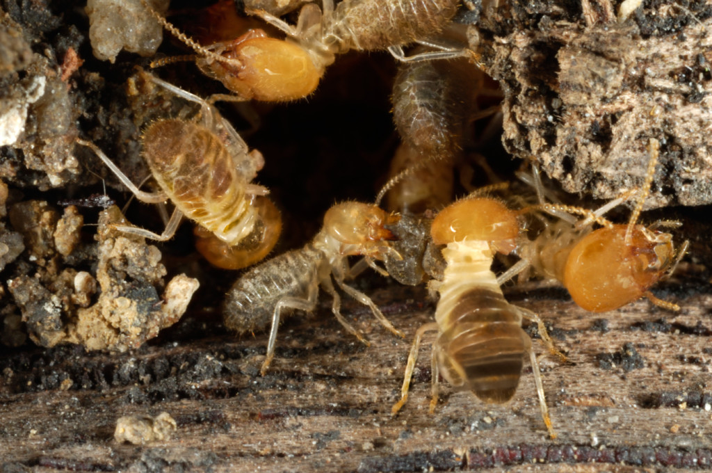 Termite removal Newton MA