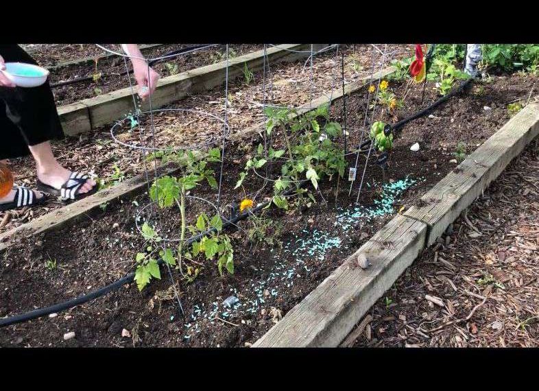 Irish Spring Soap sprinkled in line in front of garden plants.