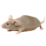 mouse-150x150