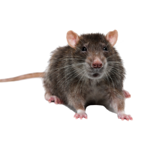A1 Exterminators rodent removal North Andover