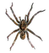 38_house-spider