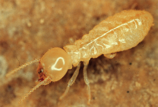 termite_worker2 - Pest Control - A1 Exterminators